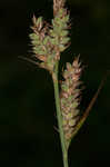 Buxbaum's sedge